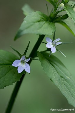 Flower and flower buds